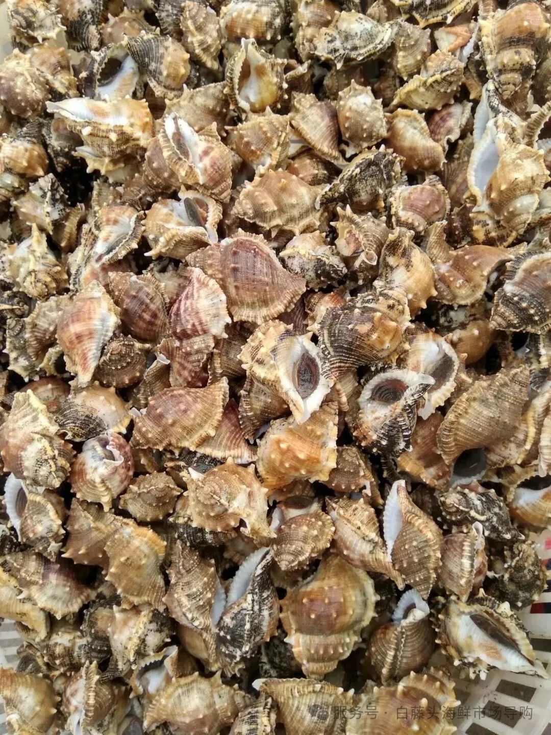 珠海斗门白藤头海鲜批发市场春节期间正常营业吗?2026马年春节珠海白藤头海鲜全攻略:鲜货在线,配送直达!