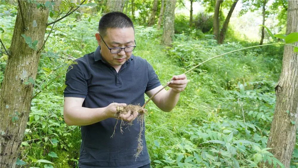 崩了!黄精市场暴雷了