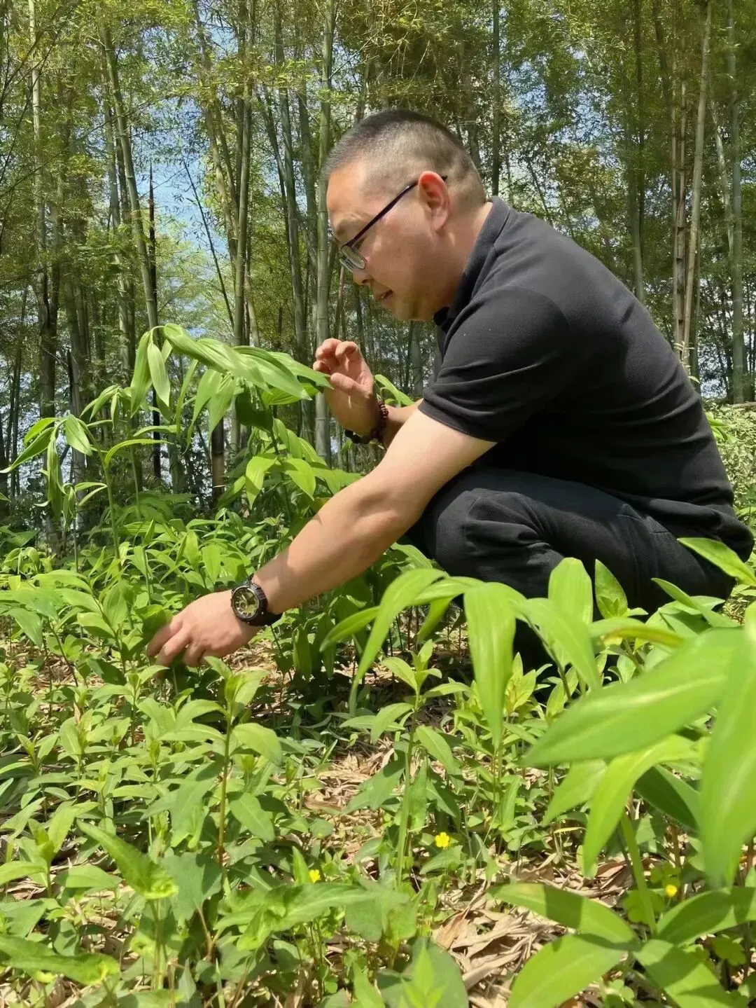 崩了!黄精市场暴雷了