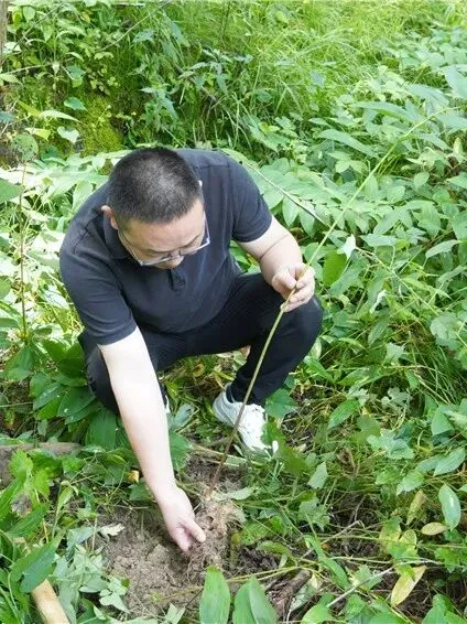 崩了!黄精市场暴雷了