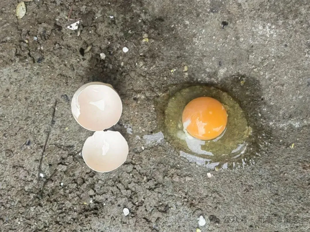 2026年4月6日 东莞信立市场鸡蛋行情