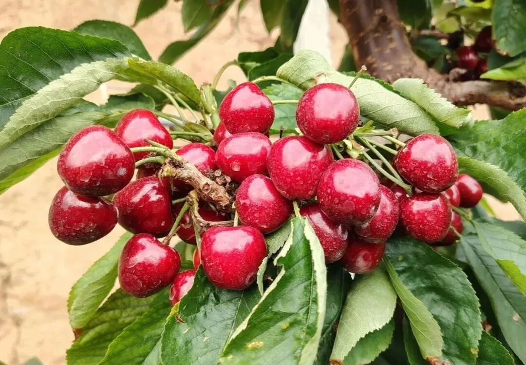 大连设施樱桃批量上市,抢占春季鲜果市场