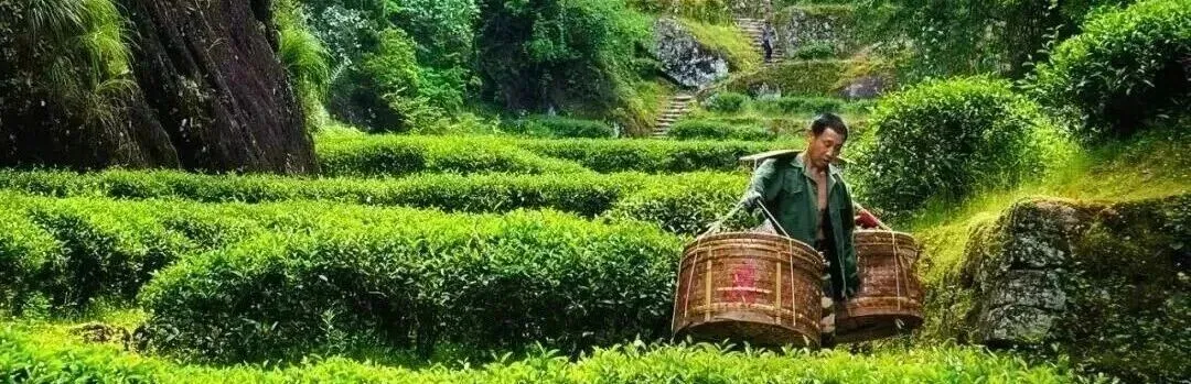 陶博城将领衔景德镇瓷器进军武夷山茶器市场