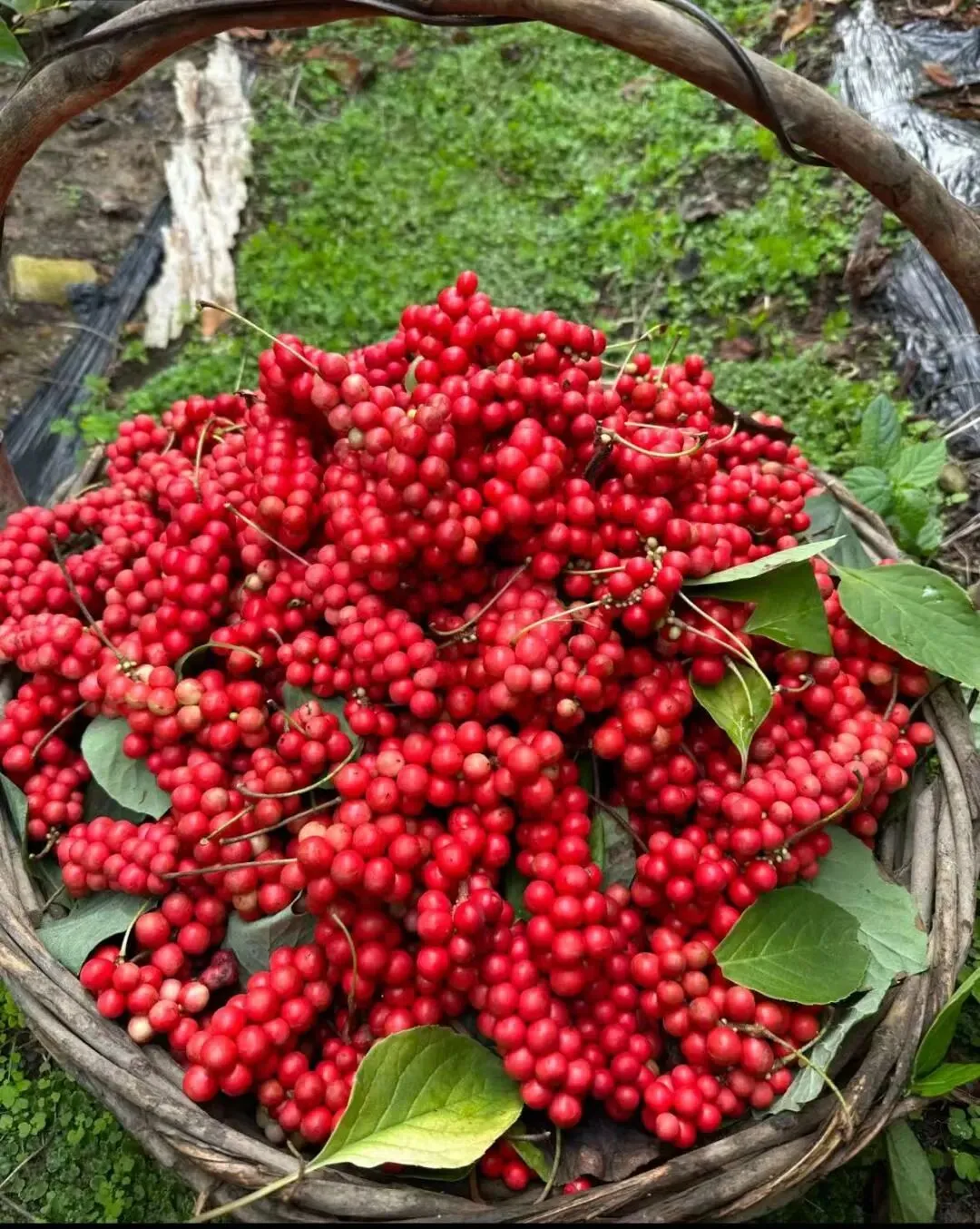 4月6日国家级万良人参市场最新价格