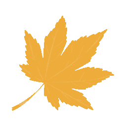 4月6日国家级万良人参市场最新价格