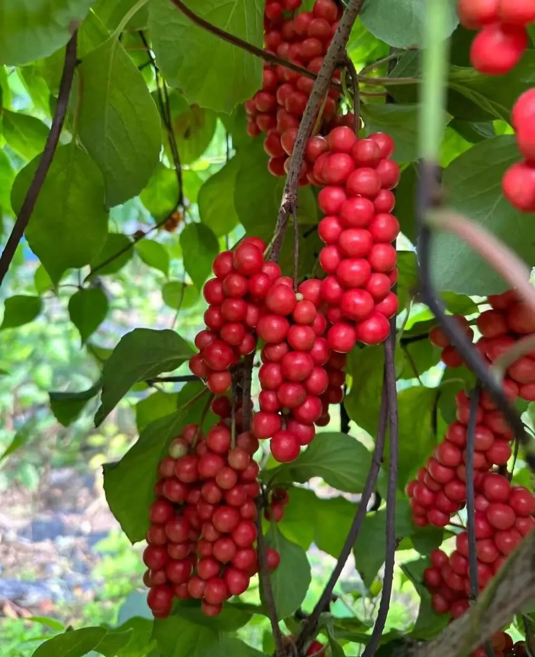 4月6日国家级万良人参市场最新价格