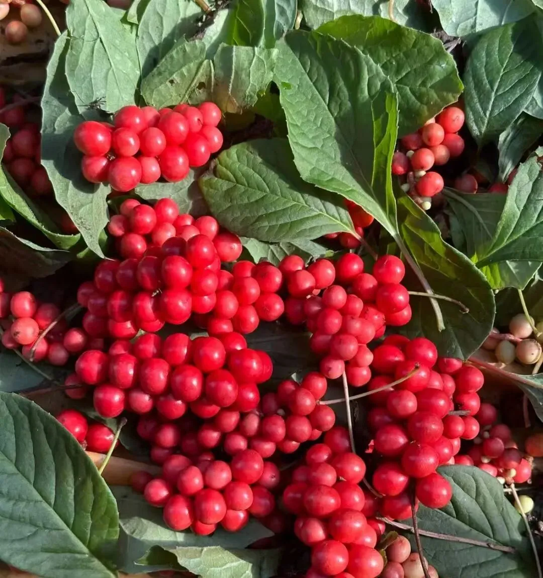 4月6日国家级万良人参市场最新价格