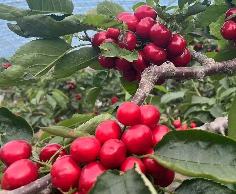 天水锻压集团营销尖兵清明假期“跑”出市场加速度