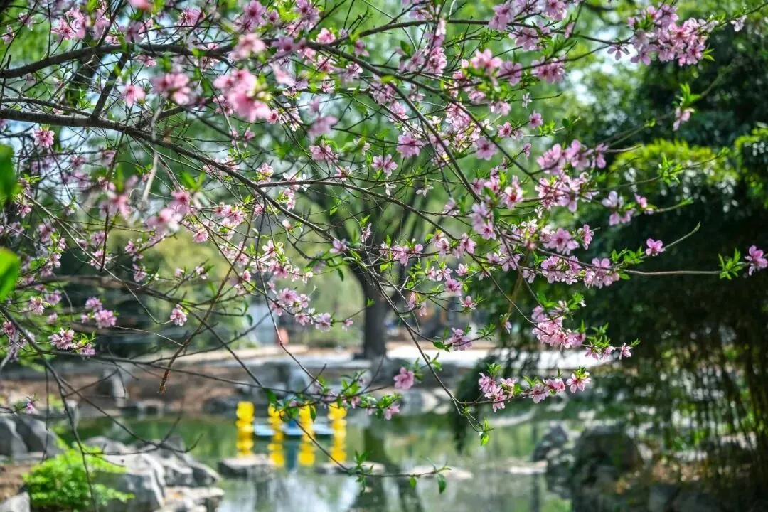 花漾泉城春意浓 假日文旅市场圆满收官