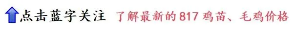 市场持续走低!4月06日小白羽817、麻鸡、蛋鸡官方报价—行情趋势分析
