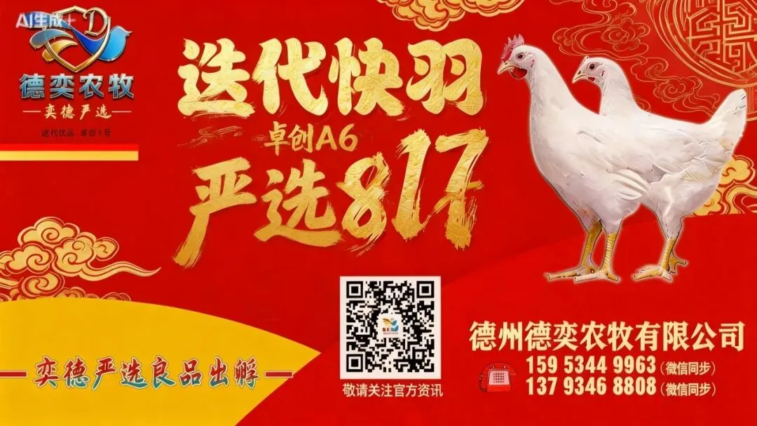 市场持续走低!4月06日小白羽817、麻鸡、蛋鸡官方报价—行情趋势分析