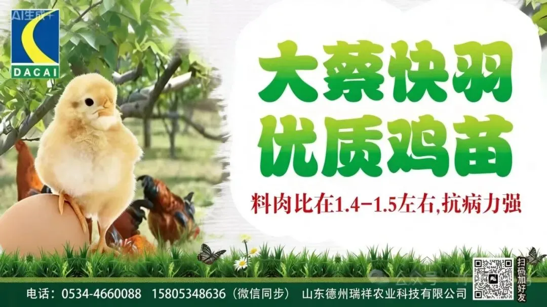 市场持续走低!4月06日小白羽817、麻鸡、蛋鸡官方报价—行情趋势分析