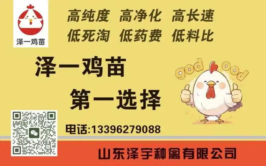 市场持续走低!4月06日小白羽817、麻鸡、蛋鸡官方报价—行情趋势分析