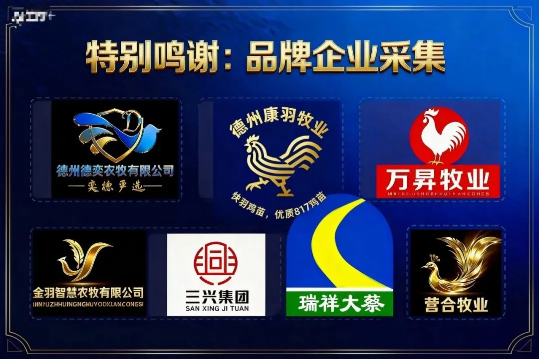 市场持续走低!4月06日小白羽817、麻鸡、蛋鸡官方报价—行情趋势分析