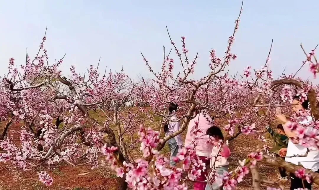 清明假期,潍坊文旅市场火爆��,踏青热潮持续高涨!