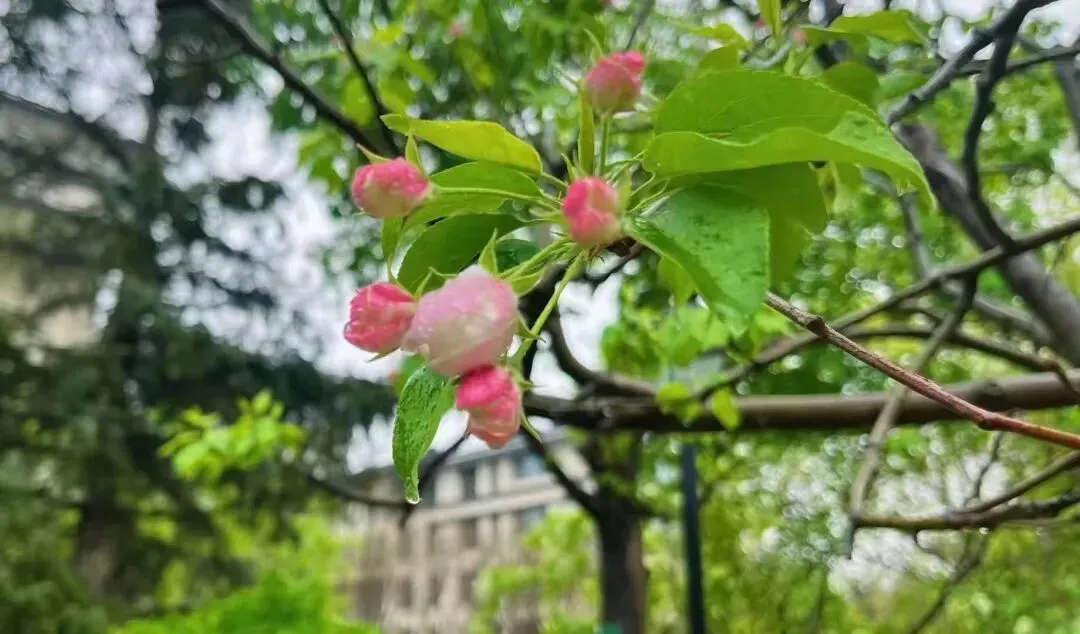 西山壹号院市场报告
