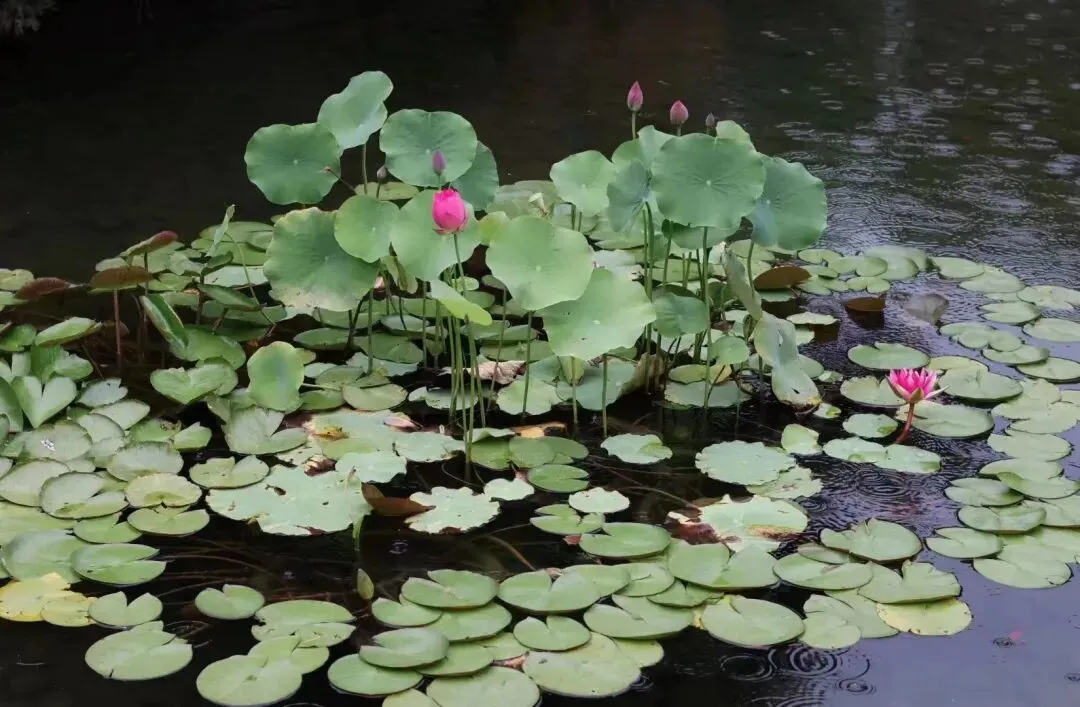 西山壹号院市场报告