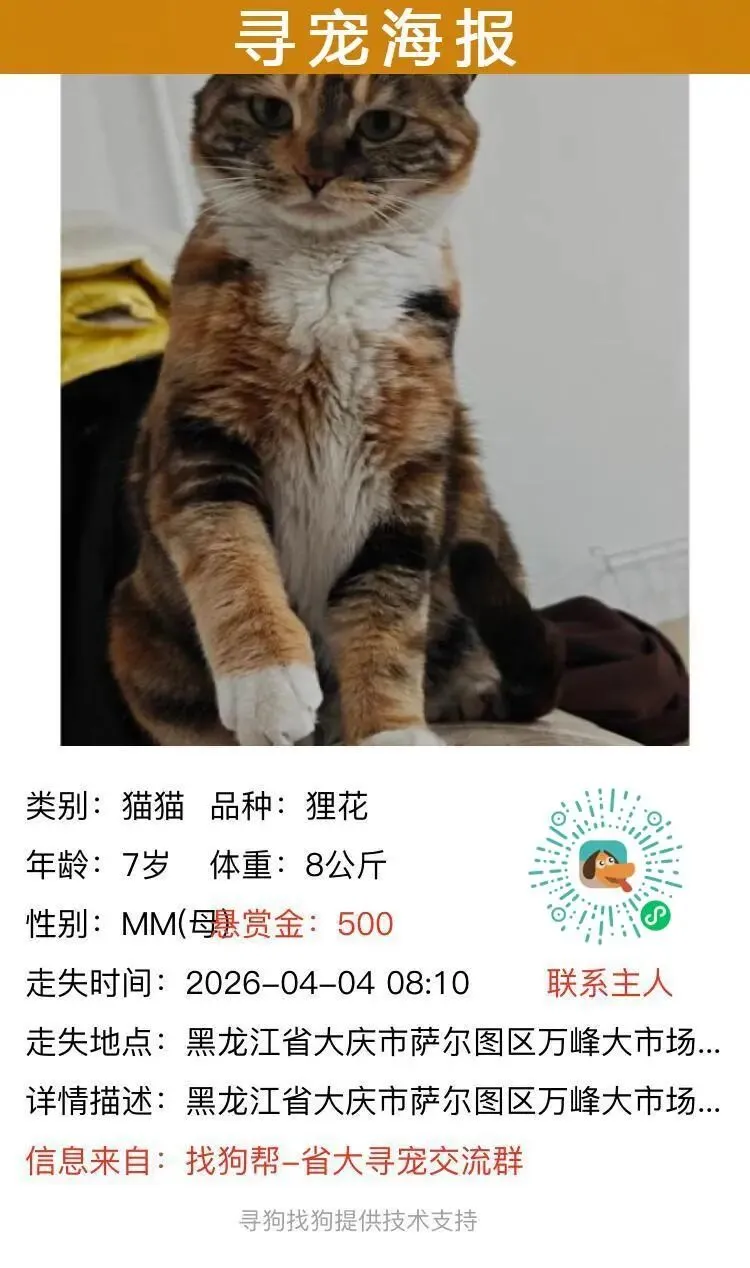 #大庆寻猫# 萨尔图区万峰大市场7号楼7门附近走失一只狸花猫,如有好心人看到或者收留请联系主人或本平台