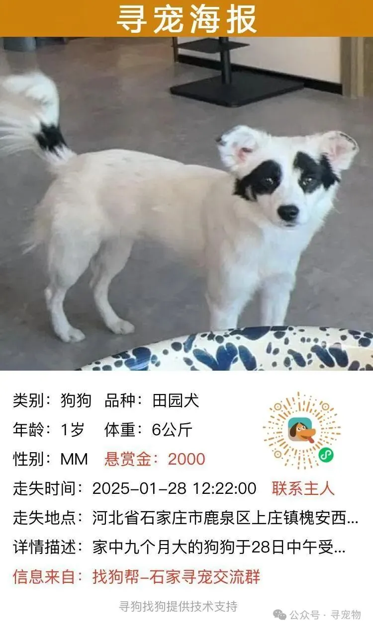 #大庆寻猫# 萨尔图区万峰大市场7号楼7门附近走失一只狸花猫,如有好心人看到或者收留请联系主人或本平台