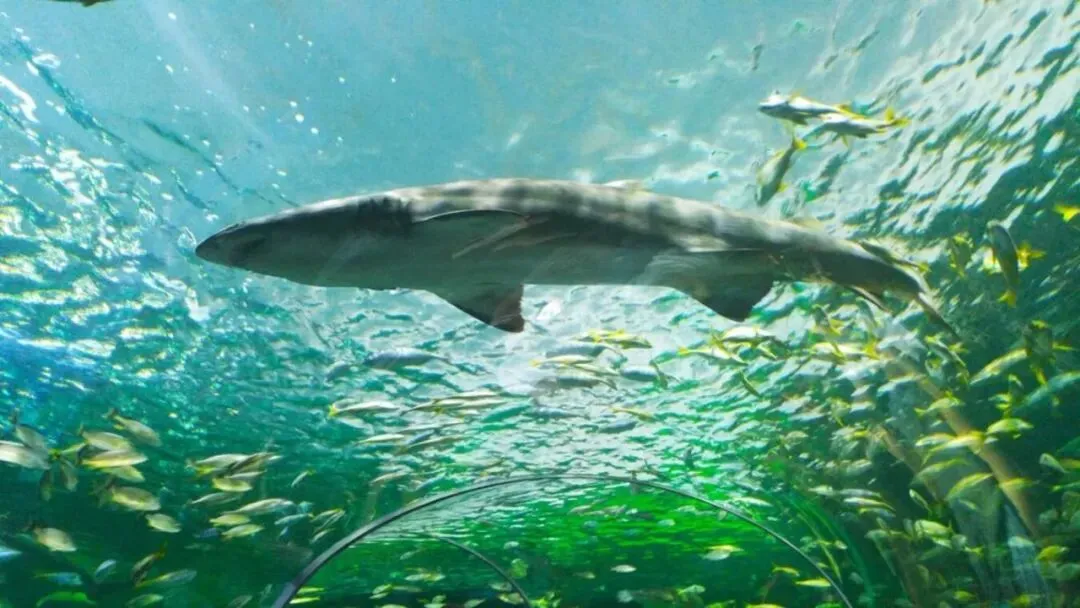 掘金北美市场!加拿大2026高价值外贸市场开发全攻略