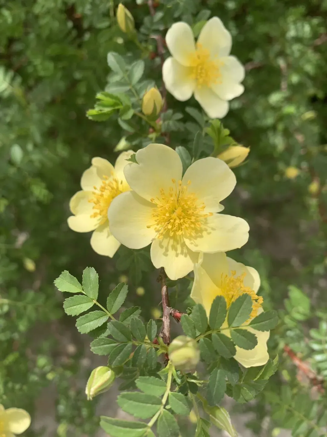 别被头屑营销割韭菜