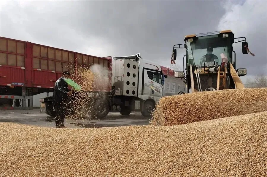 供需转向阶段性宽松 玉米市场震荡偏弱寻方向