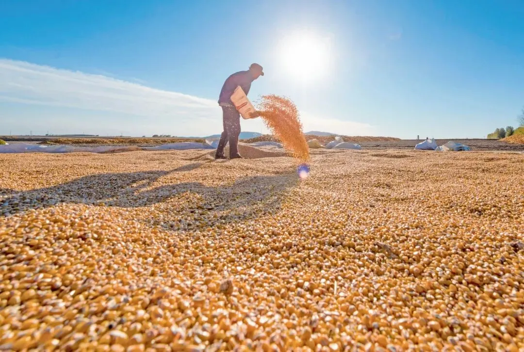 供需转向阶段性宽松 玉米市场震荡偏弱寻方向
