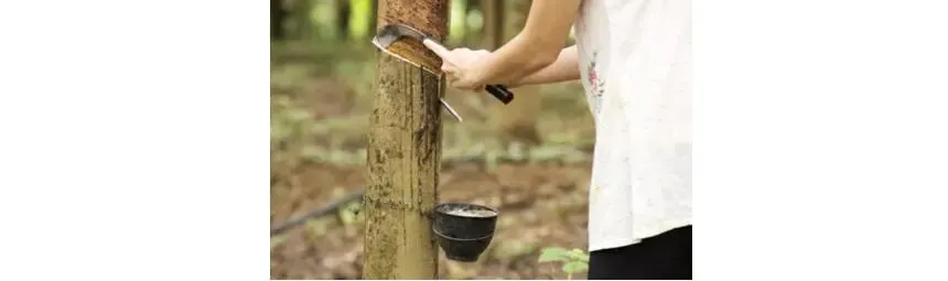 天然橡胶短期市场走势