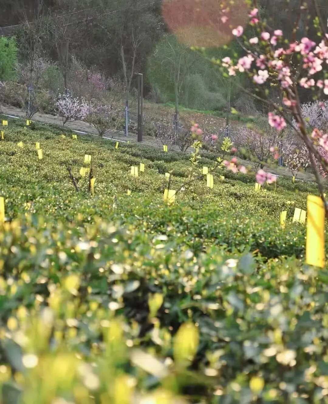 清明小长假,鄂州文旅市场“春意浓、人气旺”