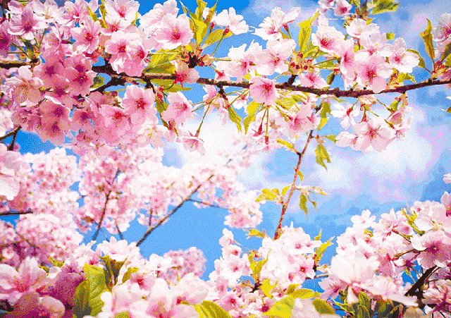 春暖花开 — 春天主题SVG互动营销案例