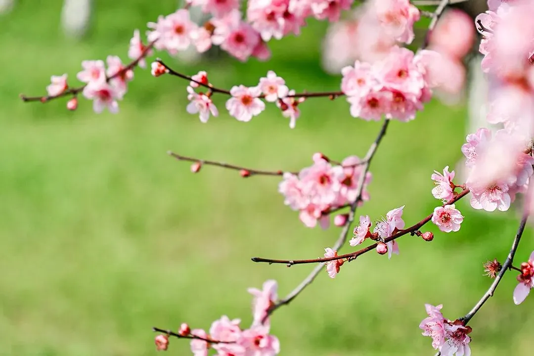 2026年4月份营销日历(重要营销节点:清明、谷雨、世界地球日、预热五一)