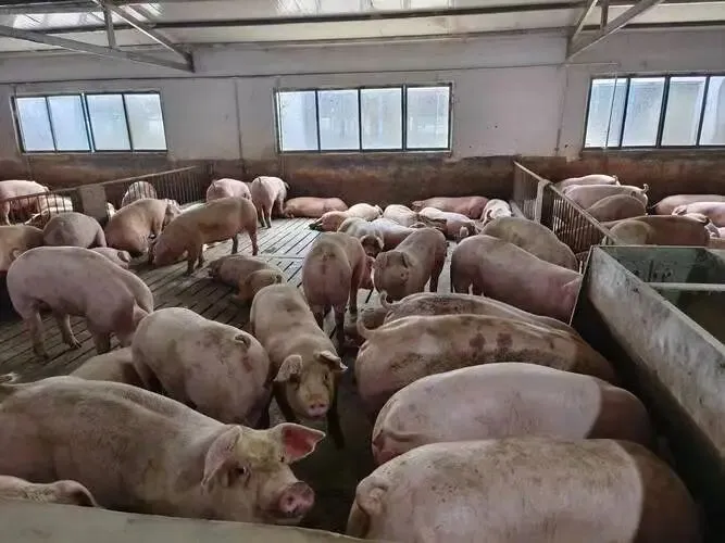 2026年生猪市场深度分析:价格创十余年新低,行业艰难“过冬”