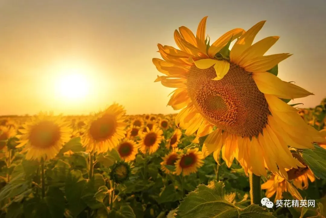 葫芦籽市场观望浓厚,刚需小单支撑成交有限!