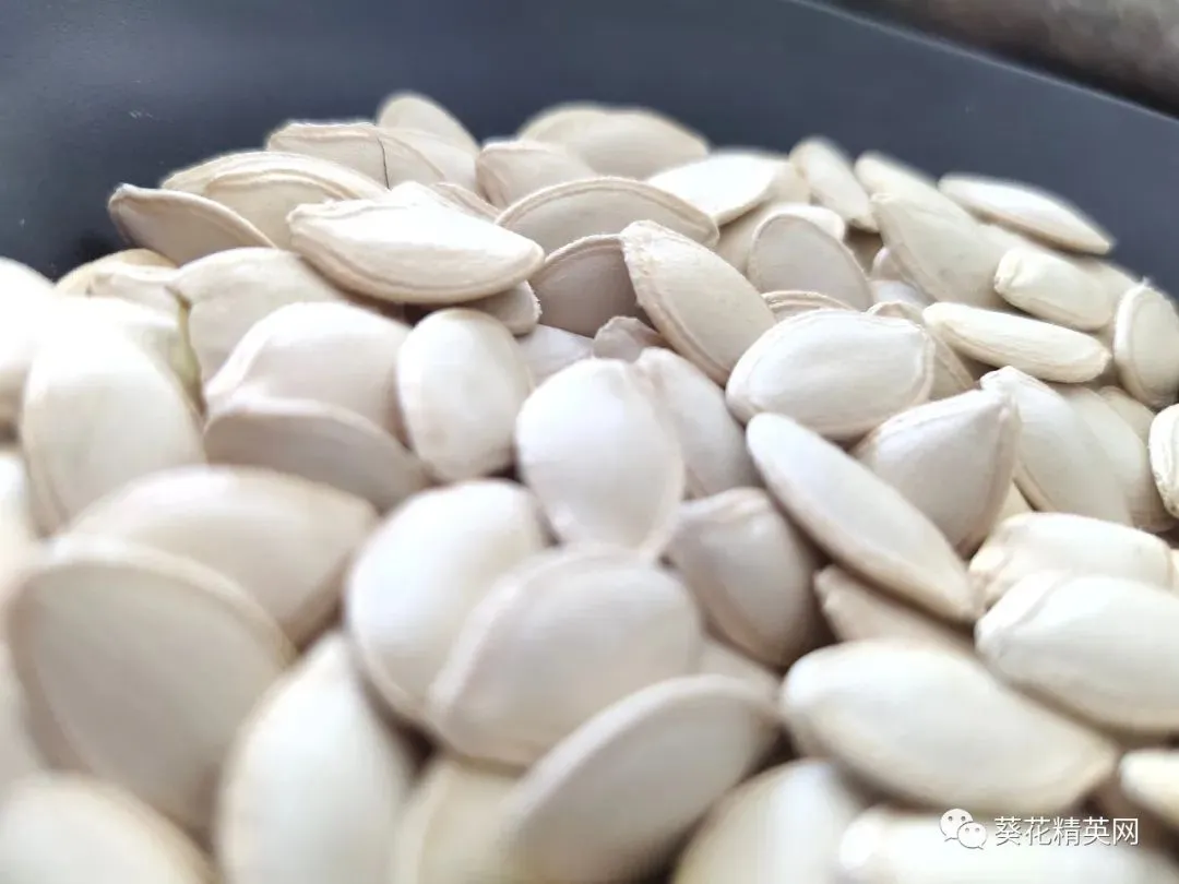 葫芦籽市场观望浓厚,刚需小单支撑成交有限!