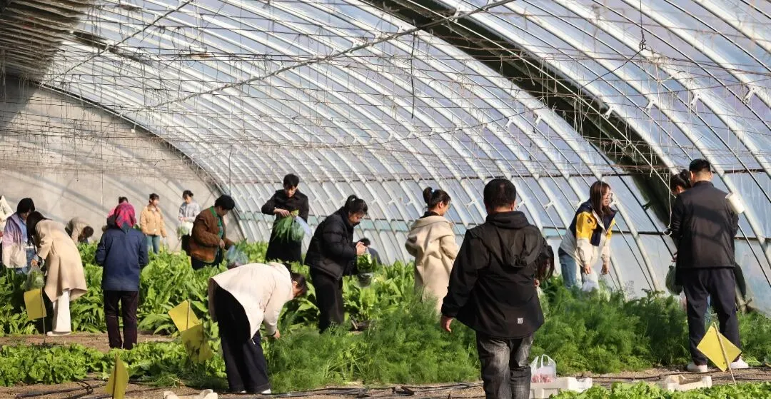 国网吉林营销中心工会组织开展春季采摘活动