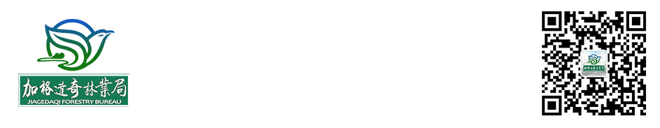 集团市场营销中心调研组深入加格达奇林业局开展专题调研