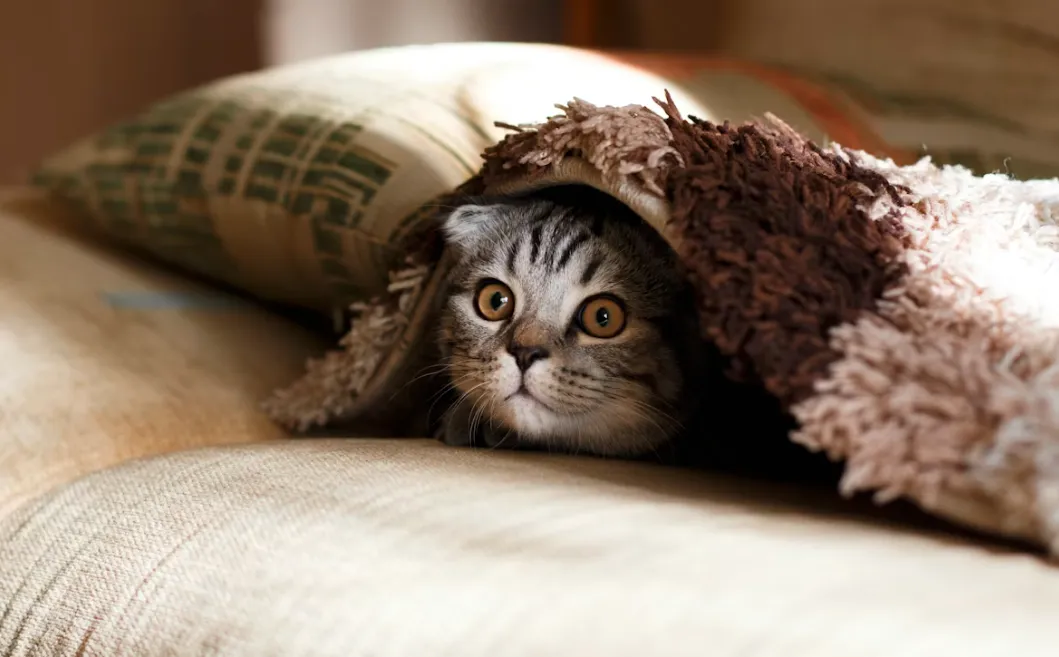 想开拓新市场?巴西宠物市场的赚钱逻辑,比你想的简单 10 倍!