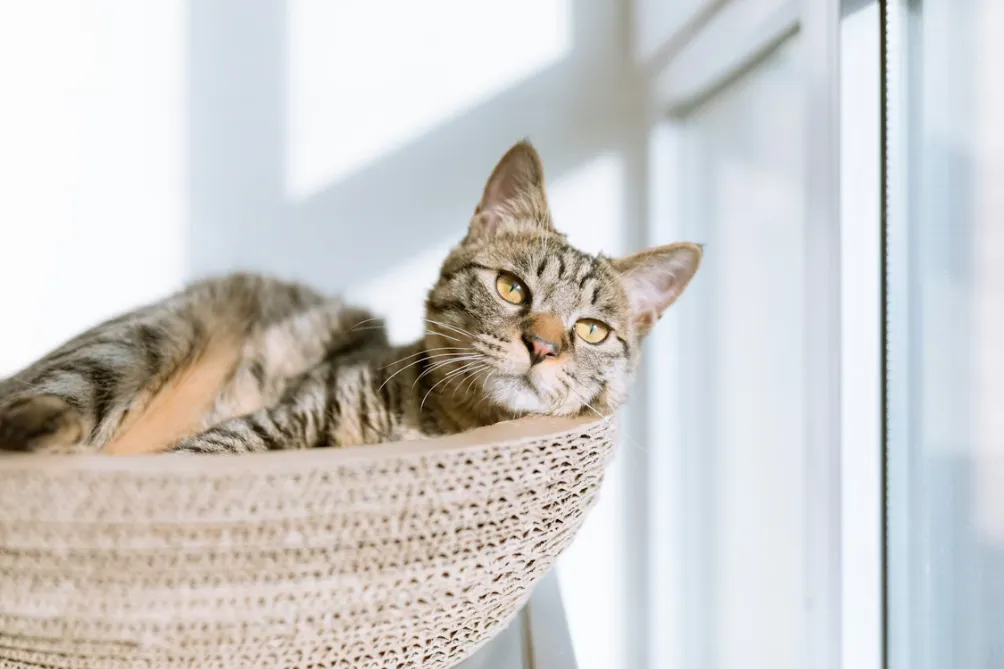 想开拓新市场?巴西宠物市场的赚钱逻辑,比你想的简单 10 倍!