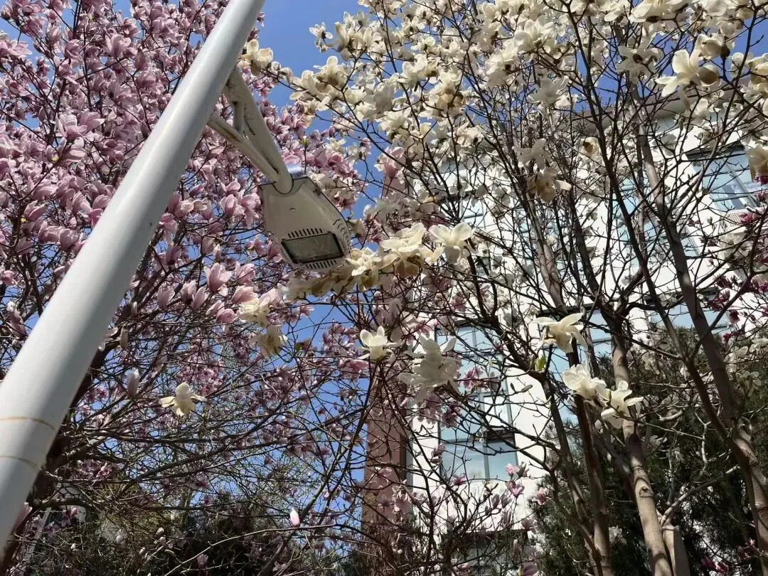 校园春正好 芳华启新程丨新媒体营销社团开展校园摄影活动