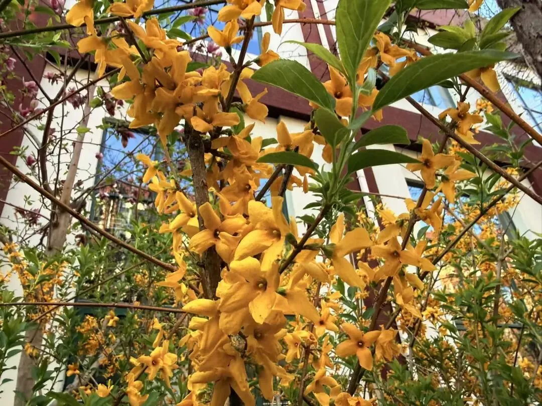 校园春正好 芳华启新程丨新媒体营销社团开展校园摄影活动