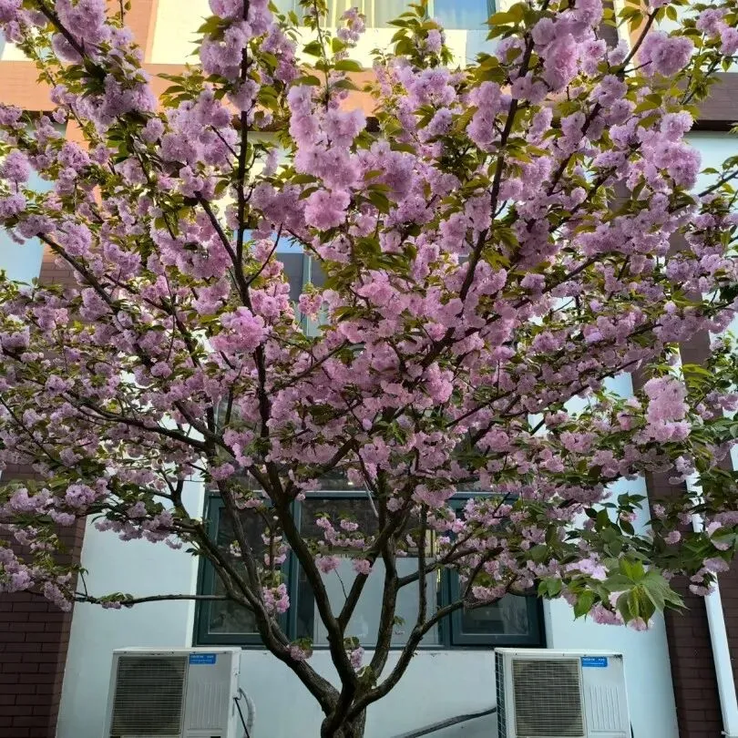 校园春正好 芳华启新程丨新媒体营销社团开展校园摄影活动