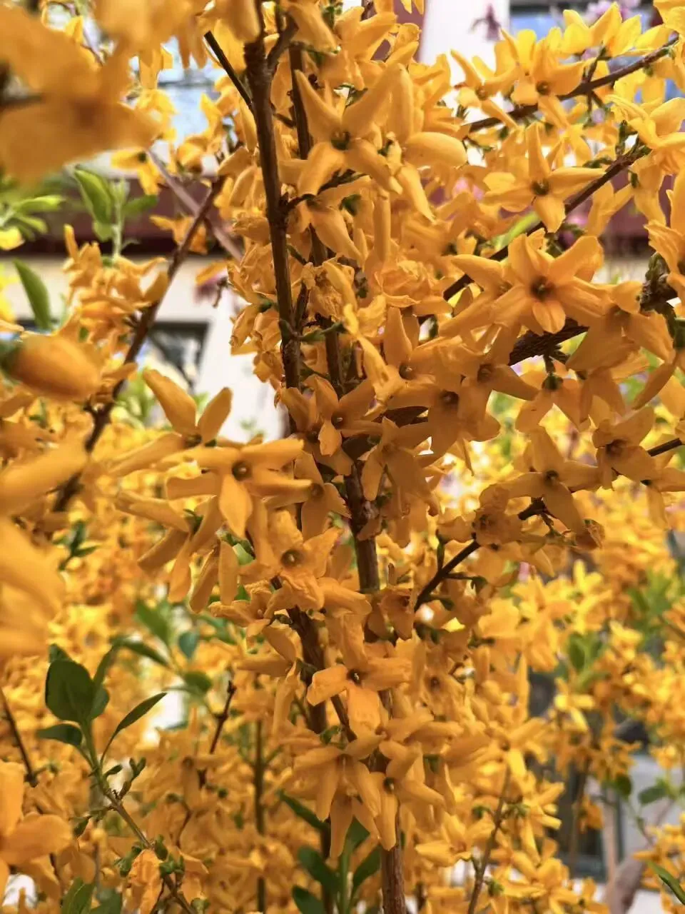 校园春正好 芳华启新程丨新媒体营销社团开展校园摄影活动