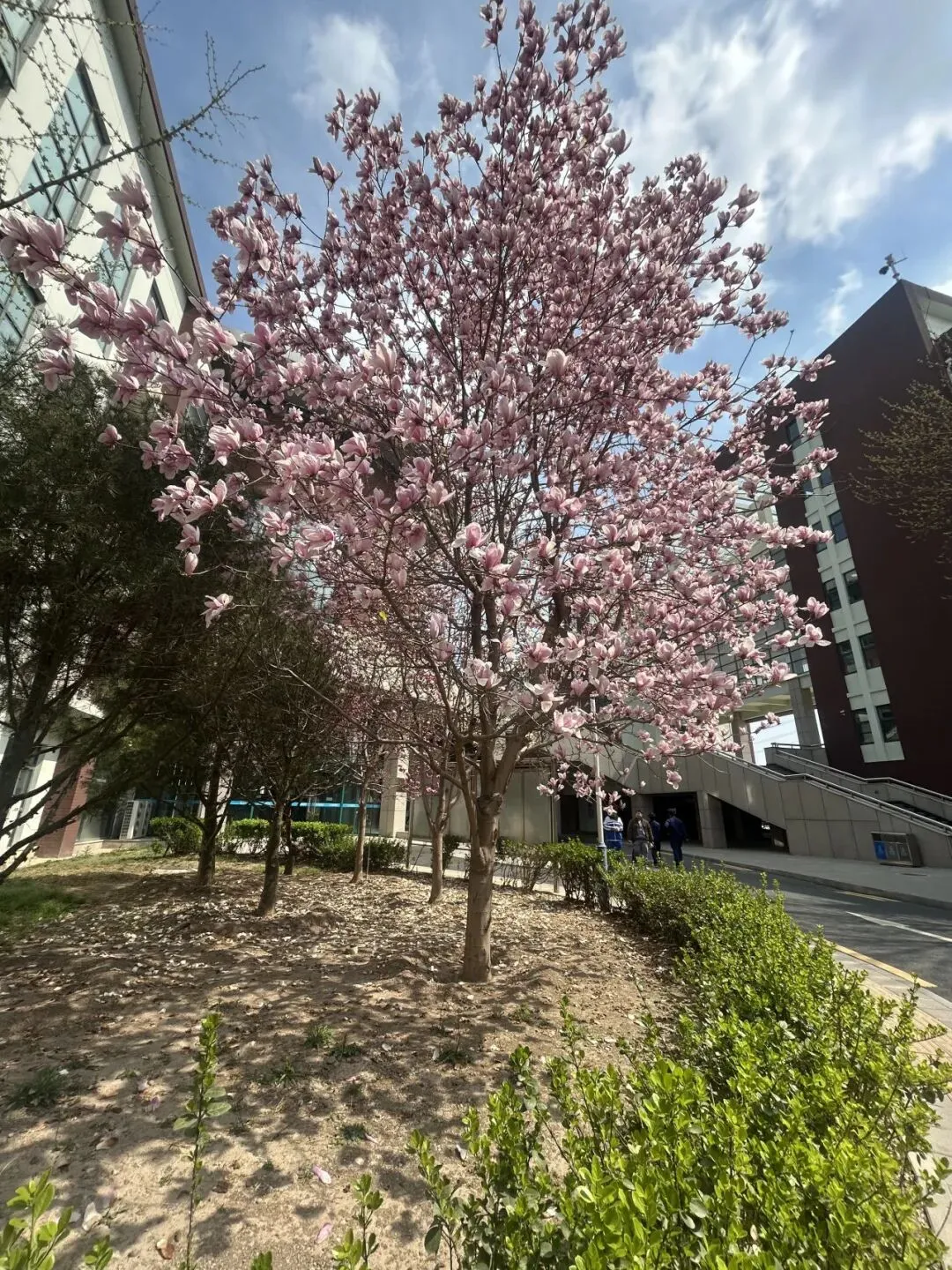 校园春正好 芳华启新程丨新媒体营销社团开展校园摄影活动