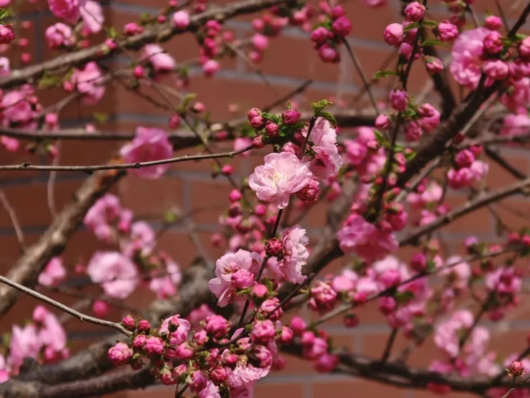 校园春正好 芳华启新程丨新媒体营销社团开展校园摄影活动