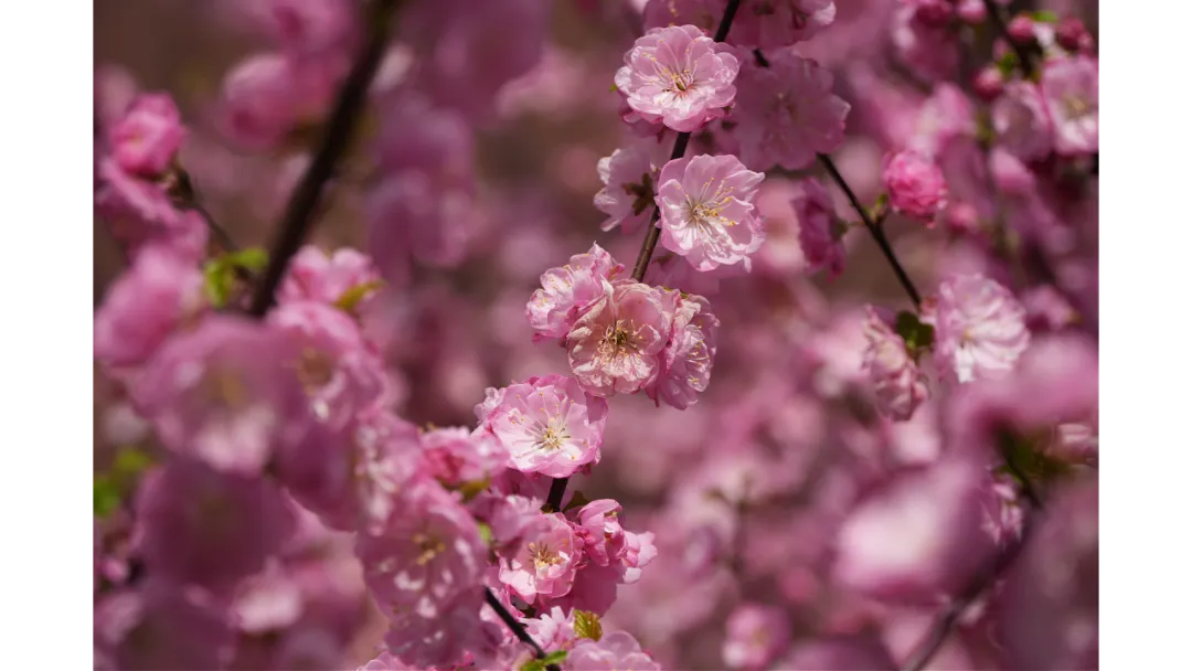 校园春正好 芳华启新程丨新媒体营销社团开展校园摄影活动