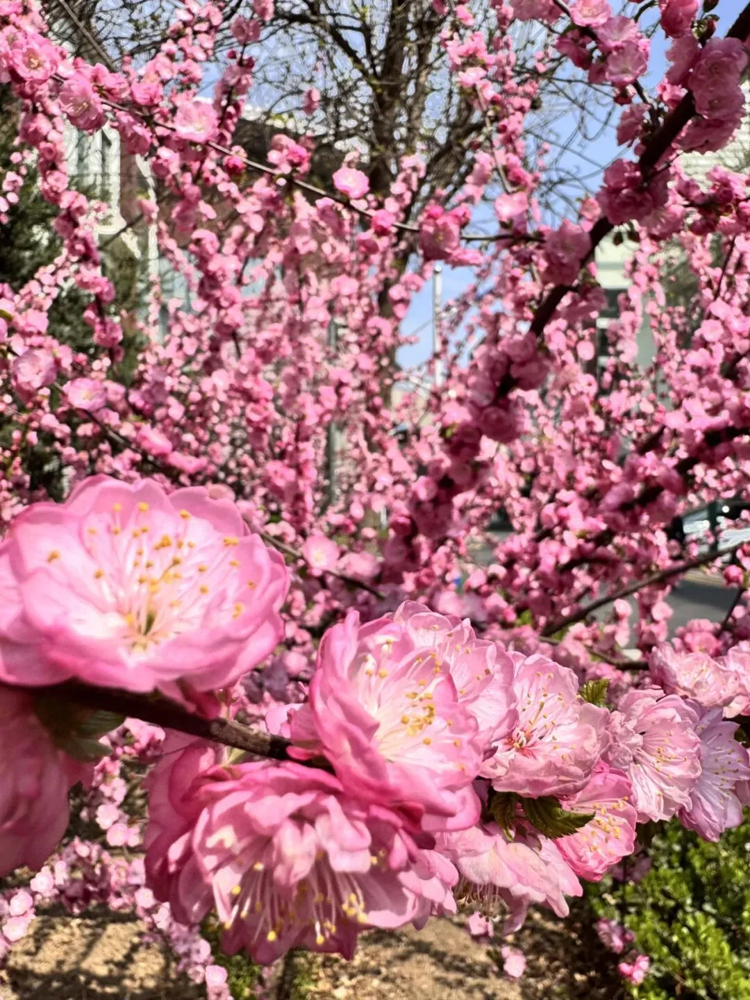 校园春正好 芳华启新程丨新媒体营销社团开展校园摄影活动