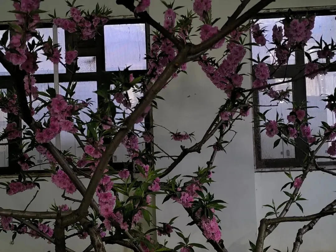 校园春正好 芳华启新程丨新媒体营销社团开展校园摄影活动