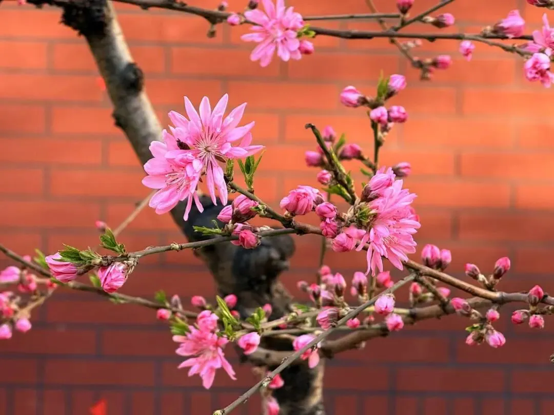 校园春正好 芳华启新程丨新媒体营销社团开展校园摄影活动