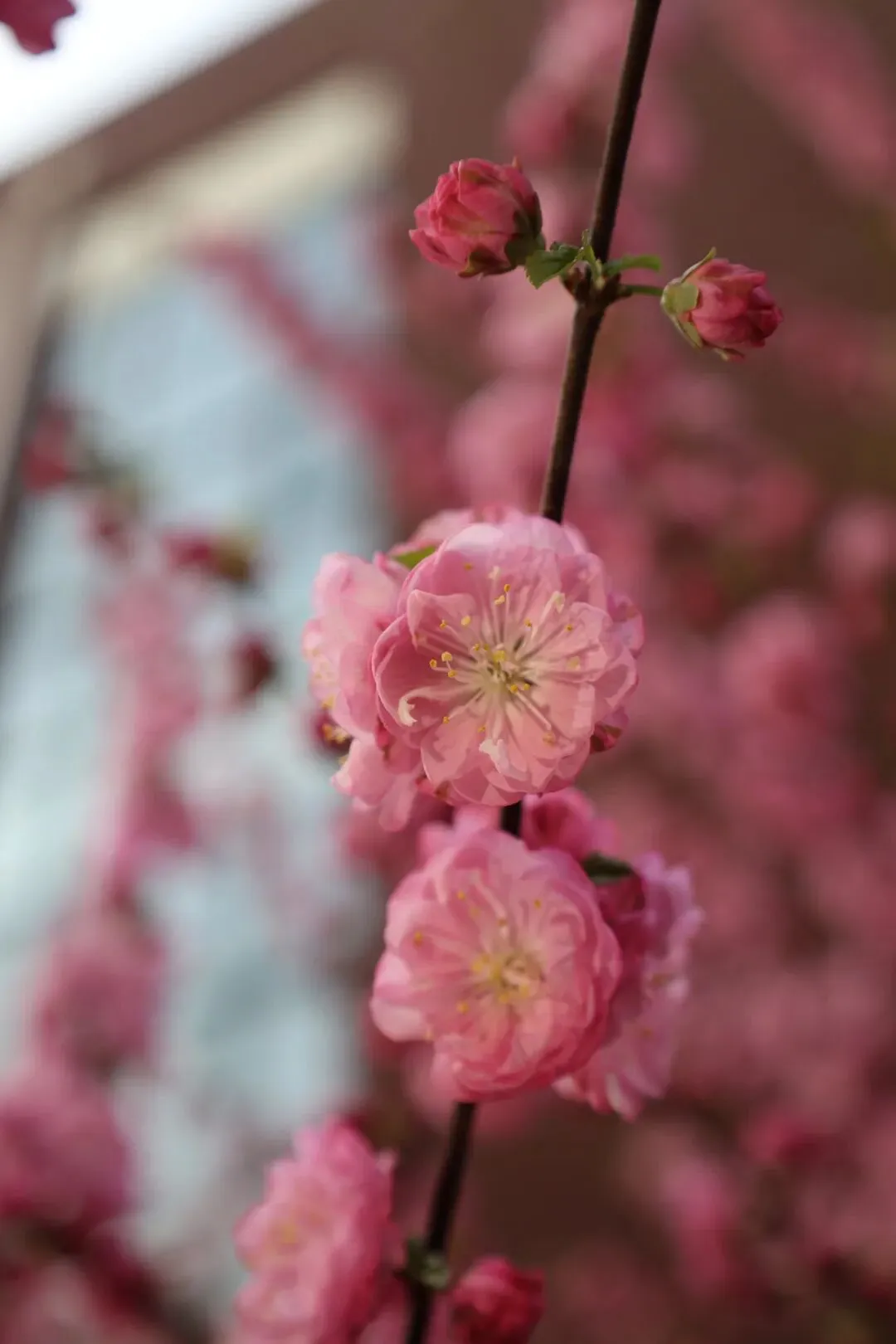 校园春正好 芳华启新程丨新媒体营销社团开展校园摄影活动