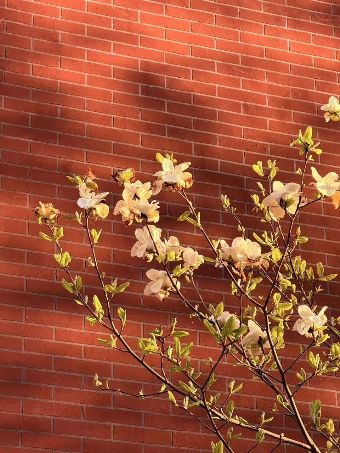 校园春正好 芳华启新程丨新媒体营销社团开展校园摄影活动